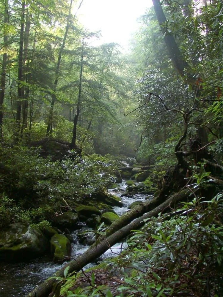 Roaring Fork stream in Great Smoky Mountains National Park